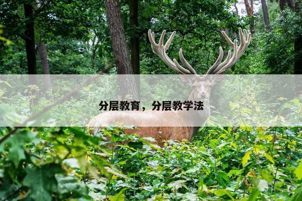 分层教育，分层教学法