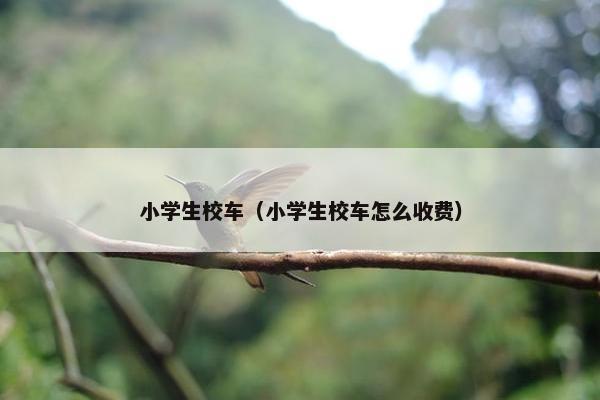 小学生校车（小学生校车怎么收费）