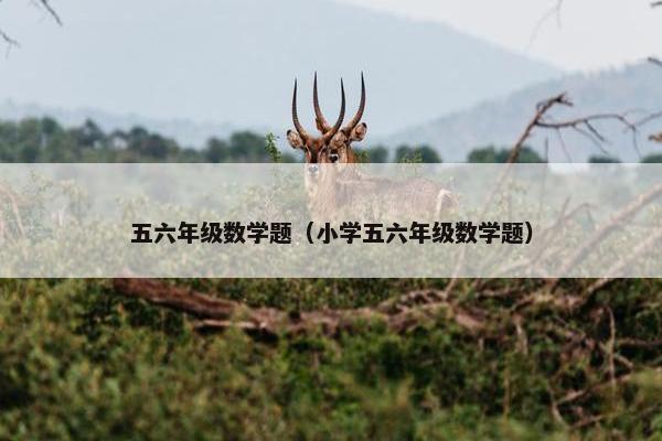 五六年级数学题（小学五六年级数学题）