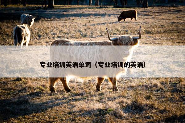专业培训英语单词（专业培训的英语）