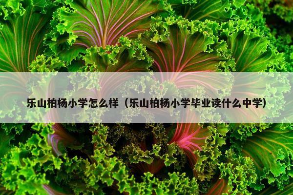乐山柏杨小学怎么样（乐山柏杨小学毕业读什么中学）