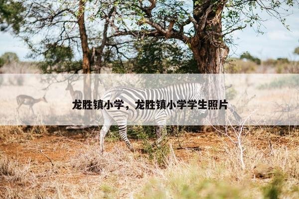 龙胜镇小学，龙胜镇小学学生照片